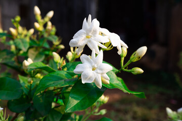 beautiful blooming white jasmine flowers, it is in the front of the house garden. taken in the countryside, Myanmar.