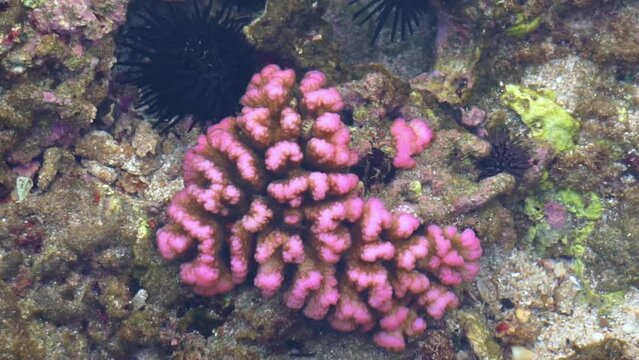 Brain coral is a common name given to various corals in the families Mussidae and Merulinidae, so called due to their generally spheroid shape and grooved surface which resembles a brain