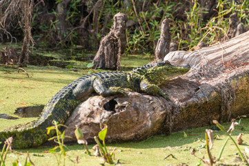 Closeup of an alligator resting on a log in the Louisiana Swamps, just south of New Orleans