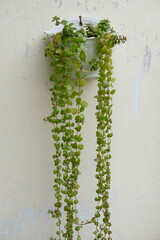 Close up photo of Plectranthus prostratus or Tangled hearts or Pillow plant in hanging pot.