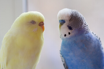 Blue and yellow budgie and bird close-up