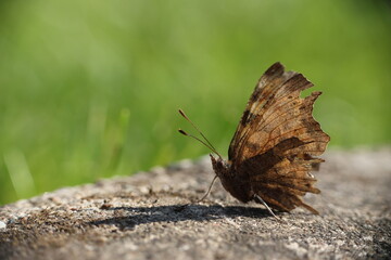 Polygonia c-album, the comma butterfly on a stone in the garden. 