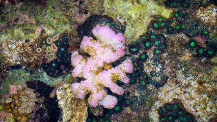 Brain coral is a common name given to various corals in the families Mussidae and Merulinidae, so called due to their generally spheroid shape and grooved surface which resembles a brain