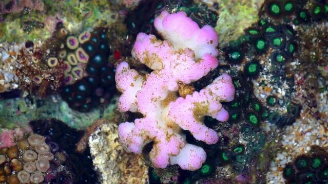 Brain coral is a common name given to various corals in the families Mussidae and Merulinidae, so called due to their generally spheroid shape and grooved surface which resembles a brain