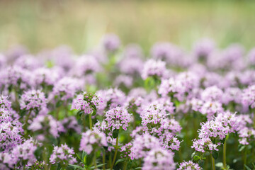 Pink blooming winter savory (Satureja montana). Use as culinary herb. Copy space.