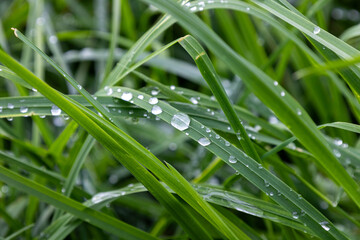 The grass is wet and shiny, with droplets of water on the leaves. Concept of freshness and vitality