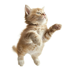 floating full body kitten isolate on transparency background PNG