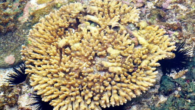 Brain coral is a common name given to various corals in the families Mussidae and Merulinidae, so called due to their generally spheroid shape and grooved surface which resembles a brain