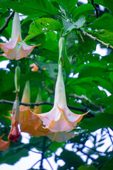 Brugmansia arborea (Brugmansia suaveolens)in nature. Brugmansia arborea is an evergreen shrub or...
