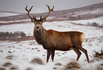 A view of a Red Deer in the mountains