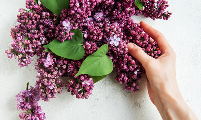 Hand holding a lilac flower bunch