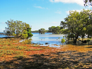 The incoming tide at the edge of a mangrove in the Southern Bay of KaNyaka Island in Mozambique