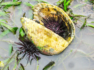 An empty clam shell, surrounded by scavenging dark purple sea urchins, in the seagrass tidal flats...