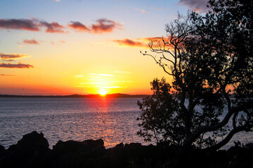 The silhouette of a small mangrove tree with the sun setting over a secluded Bay in the Background,...
