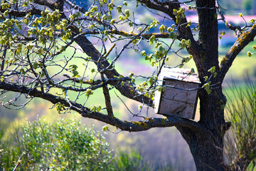 Beehive. Wooden beehive placed on a tree branch. Idea concept of honey production by natural...