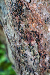 Monrepos Park, recreation in the park, promenade by the lake, natural landscape, tourist recreation in the reserve.