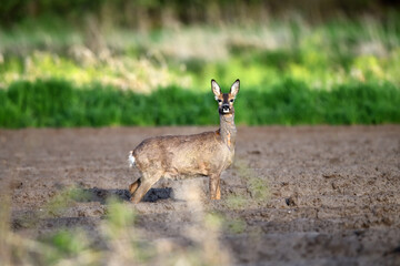 Hübsch isoliertes Wildtier mit Kamerablick (Reh Damwild) im deutschen Agrarbusiness auf brauner Freifläche als Vorlage für Flyer oder zur Druck Gestaltung von Plakaten.