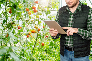 Modern agricultural farmer working in bio vegetables greenhouse using his digital smart tablet.