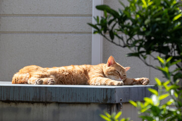 日当たりのよい屋外で昼寝中の野良猫