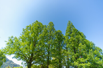 青空とメタセコイアの大木