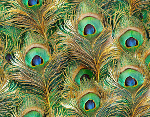 seamless pattern of peacock feather texture
