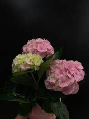 hydrangea on black background