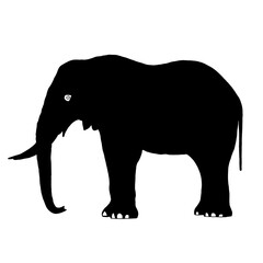 Black Elephant | Elephant Drawing | Elephant Illustration