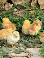chick in the grass