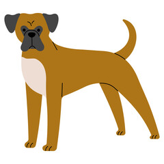Boxer cute, png illustration.