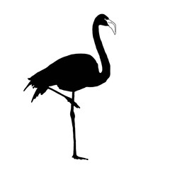 Black And White Flamingo | Flamingo Bird | Flamingo Drawing