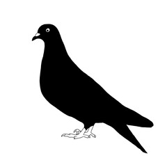 Black Pigeon | Pigeon Illustration | Pigeon Drawing