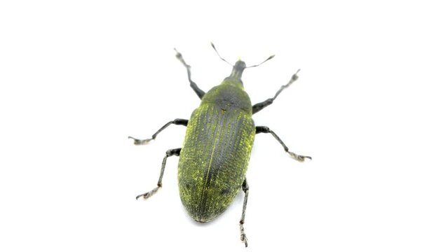 thistle weebil, thistle bud weevil, Larinus planus moving insect isolated on white background, studio photo