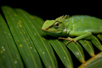 Green iguana on green palm tree close up view, shot selective focus on eye
