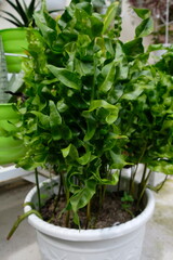 Close up photo of Microsorum scolopendria also called Polypodium twister fern 'Green Wave' in a pot.