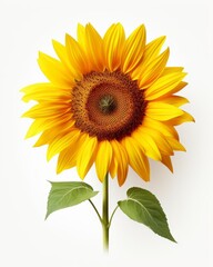 Obraz premium A photo of a sunflower in full bloom against a white background.