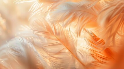 A closeup of soft, delicate feathers in shades of white and orange against an abstract background.