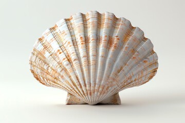 3D render of a scallop shell, pristine white background, detailed texture showcasing its ridged surface, soft lighting to highlight the subtle color gradients