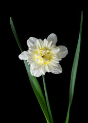White narcissus flower with double core on a black background. Rare varieties of flowers