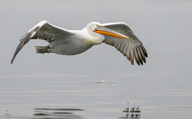 Dalmatian Pelican of Kerkini Lake