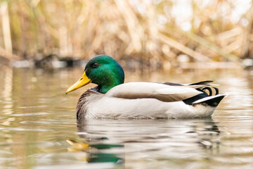 Mallard duck (Anas plathyrynchos) in natural habitat