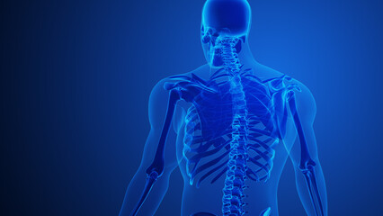 Rhomboid major muscle with blue background