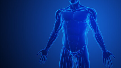 Abdominal External Oblique Muscle Anatomy For Medical Concept