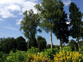 Fototapeta premium Summer landscape with green trees, blue cloudy sky, green grass and yellow wildflowers