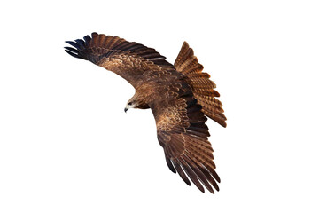 Bird of prey Black kite flying isolated on transparent background png file