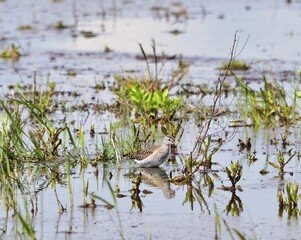 Bruchwasserläufer (Tringa glareola) am Zicksee