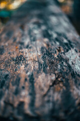 the texture of old wood that has become brittle and has become a board