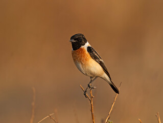 The Siberian Stonechat