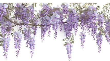 branch of beautiful hanging purple wisteria flowers. 3d render. isolated on white background	
