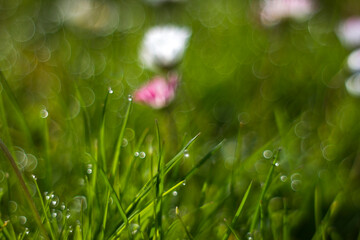 Fresh green grass. Soft Focus. Abstract Nature Background