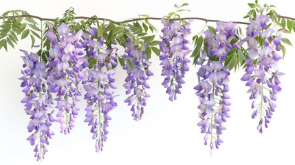 branch of beautiful hanging purple wisteria flowers. 3d render. isolated on white background	
